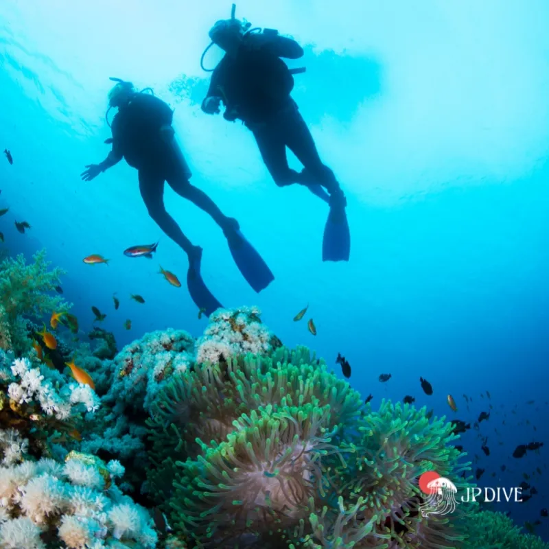 Programa mergulho discovery para turistas