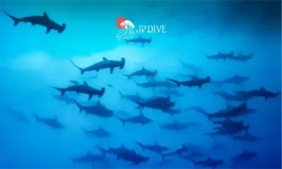 Ilustração do Marine Ecology